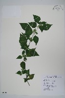 藏品(華九頭獅子草)的圖片