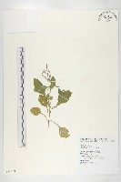 藏品(小葶藶)的圖片