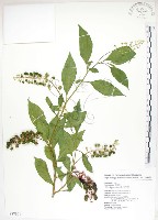 藏品(美洲商陸)的圖片