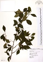 藏品(烏皮九芎、奮起湖野茉莉)的圖片