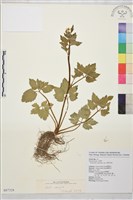 藏品(鉤柱毛茛)的圖片