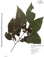 藏品(杜虹花，台灣紫珠)的圖片