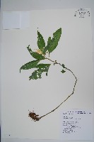 藏品(黃花鳳仙花)的圖片