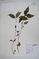 藏品(棣慕華鳳仙花)的圖片