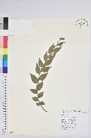 藏品(白珠樹)的圖片