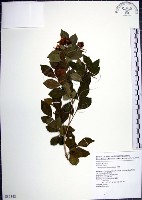 藏品(月橘)的圖片