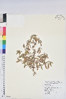 藏品(鐵莧菜)的圖片