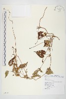 藏品(紅花野牽牛)的圖片