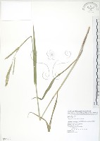 藏品(吳氏雀稗)的圖片