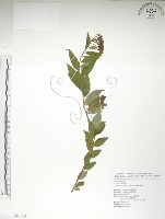 藏品(臺灣繡線菊)的圖片