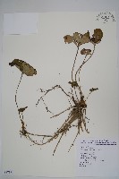 藏品(大花細辛、馬蹄香)的圖片