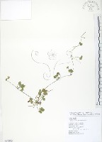 藏品(蛇莓、地莓、龍吐珠)的圖片