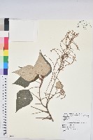 藏品(白匏子)的圖片
