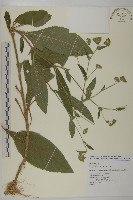 藏品(地膽草、毛蓮菜)的圖片