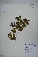 藏品(忍冬、金銀花)的圖片