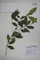 藏品(糊樗)的圖片