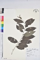 藏品(裡白饅頭果)的圖片