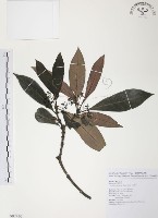 藏品(九節木、牛屎烏、青龍吐霧)的圖片