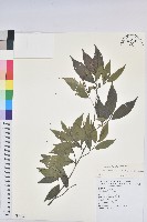 藏品(日本五月茶、南投五月茶)的圖片