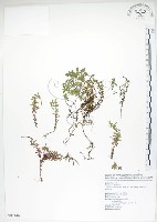 藏品(合歡柳葉菜)的圖片