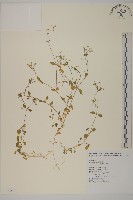 藏品(繁縷)的圖片