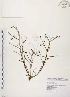 藏品(馬齒莧)的圖片