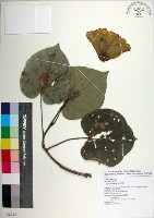 藏品(黃槿)的圖片