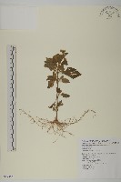 藏品(霍香薊)的圖片