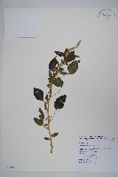 藏品(刺莧)的圖片