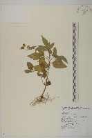 藏品(大花咸豐草)的圖片