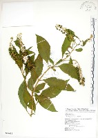 藏品(美洲商陸)的圖片