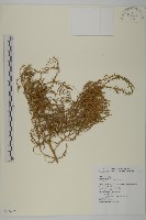 藏品(臭杏、土荊芥)的圖片