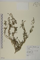 藏品(豬草)的圖片