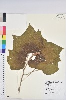 藏品(野桐)的圖片