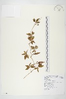 藏品(番仔藤)的圖片