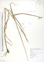 藏品(吳氏雀稗)的圖片