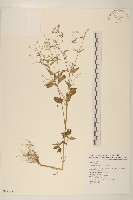 藏品(小米菊)的圖片