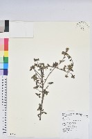 藏品(細葉杜鵑、南湖杜鵑、志佳陽杜鵑)的圖片