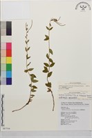 藏品(短葉柳葉菜)的圖片