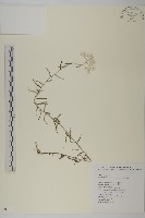 藏品(玉山抱莖籟簫)的圖片