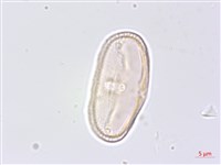 藏品(水芹菜)的圖片