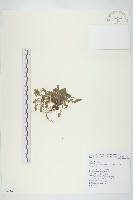 藏品(玉山筷子芥)的圖片