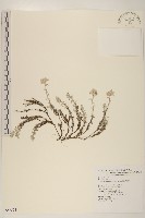 藏品(玉山薄雪草)的圖片