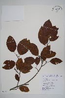 藏品(臺灣赤楊、臺灣榿木)的圖片