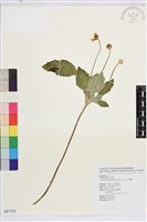 藏品(小白頭翁、野棉花)的圖片