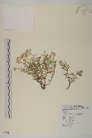 藏品(玉山抱莖籟簫)的圖片