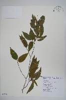 藏品(阿里山千金榆)的圖片