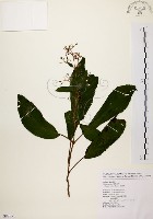 藏品(旋莢木)的圖片