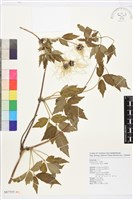 藏品(串鼻龍)的圖片