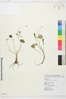 藏品(高山毛茛、檜林毛茛)的圖片